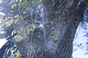 sm file_ detail of flying diamond peak line to tree